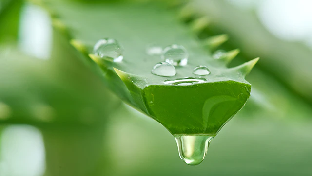 How Aloe Vera Freeze Dried Powder Transforms Your Skin?